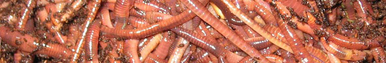 Red Worm Composting