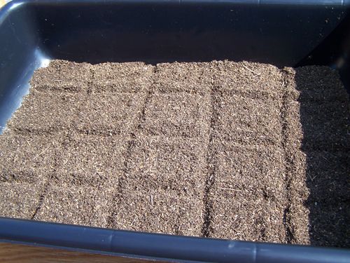 vcbrownies001.JPG