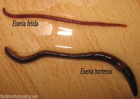 Red Worm (top) with European Nightcrawler (bottom)