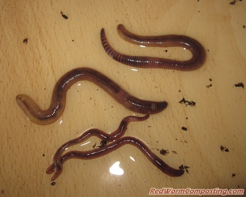 European Nightcrawlers – In More Detail - Red Worm Composting