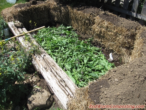 Hay Bale Vermigardening - Red Worm Composting