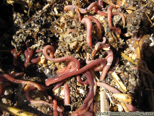 Homemade Manure Worms