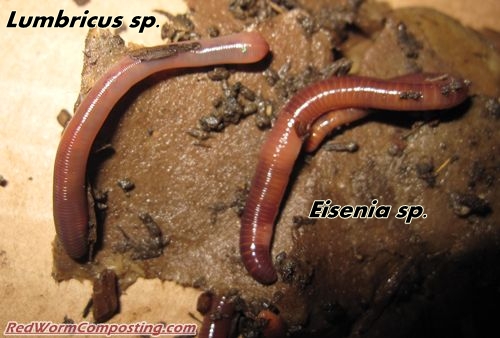 https://www.redwormcomposting.com/images/lumbricus-eisenia.JPG