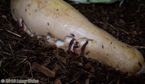 Perionyx excavatus