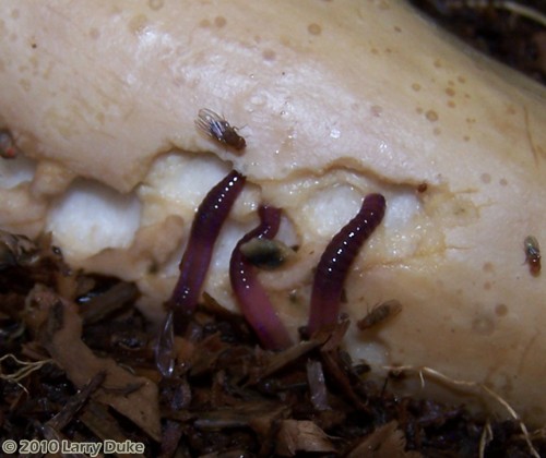 Blue Worms Eat Squash