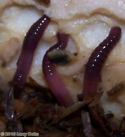 Blue Worms - Perionyx excavatus