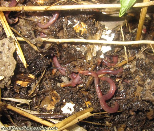 Red Worms in the Tomato Box