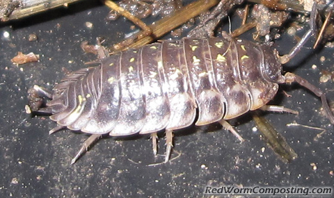 Sow Bug - aka Woodlouse