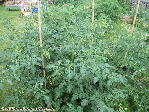 Vermi Box Tomatoes