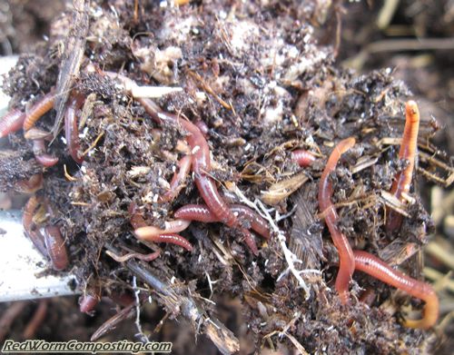 Vermi-Cake Update - Red Worm Composting