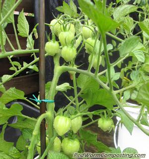 Unripened Tomatoberry Fruit