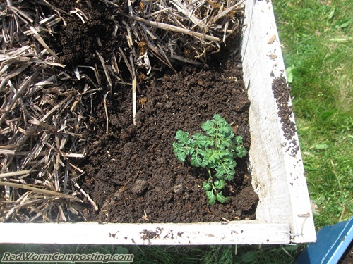 Planting Sweet Million Tomato Plant