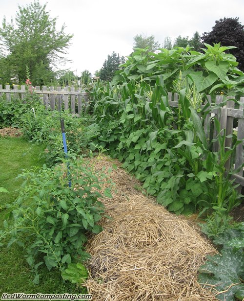 Worm Composting Trench