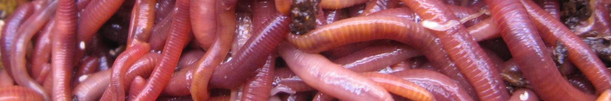 Do Composting Worms Pose a Threat as Invasive Species? - Red Worm Composting