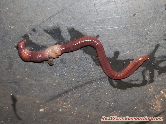Daily poki post #22 : r/veryworms